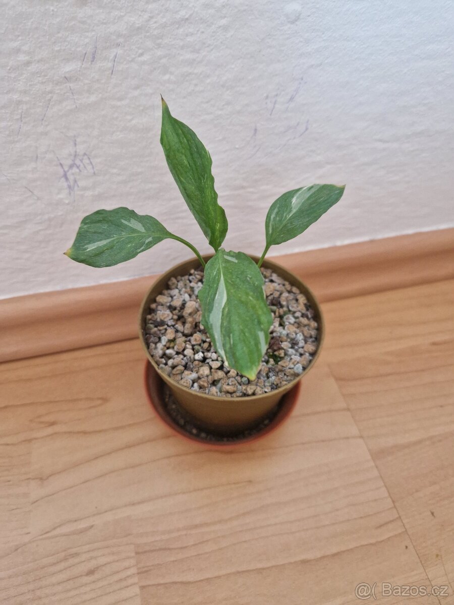 Lopatkovec 'Diamond' variegata - 2