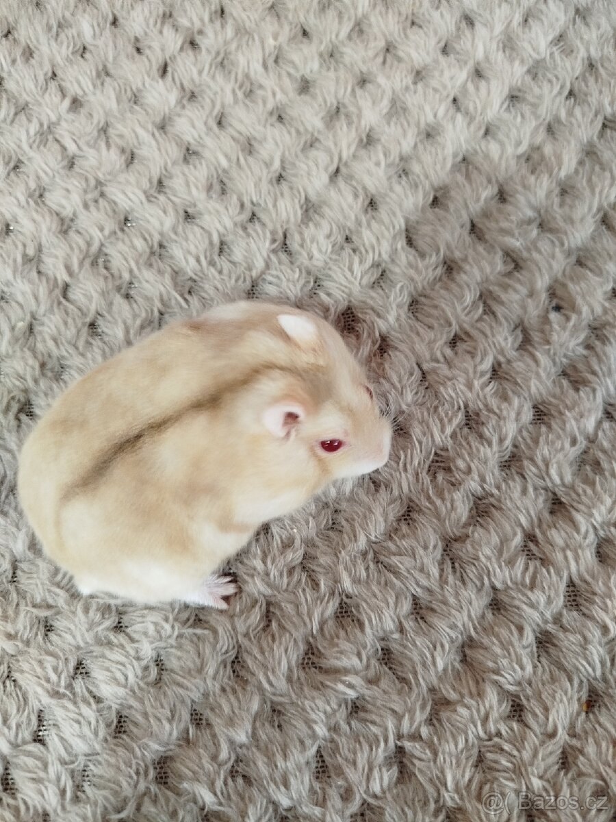 Křeček džungarský samička - 2