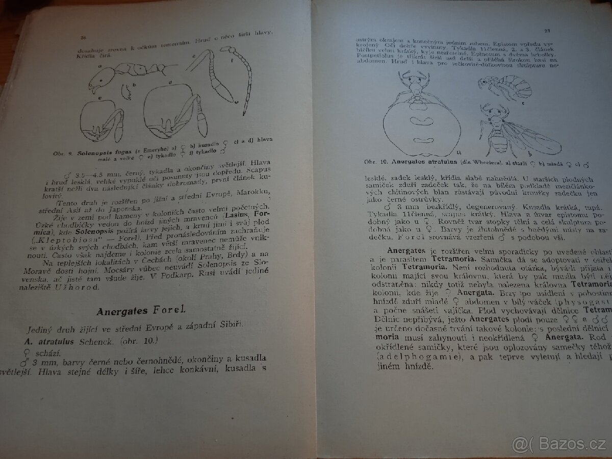 Mravenci, z r.1922 - 2