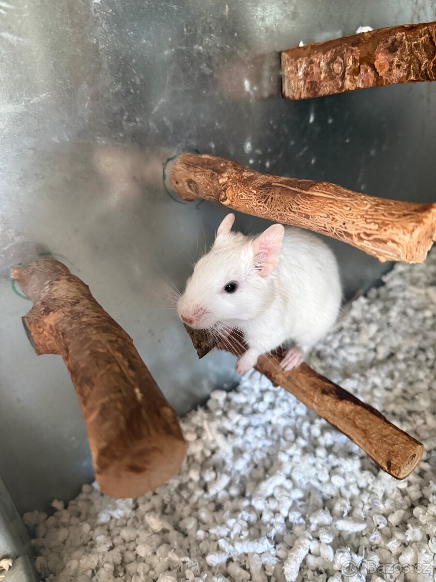 Osmak degu - 2