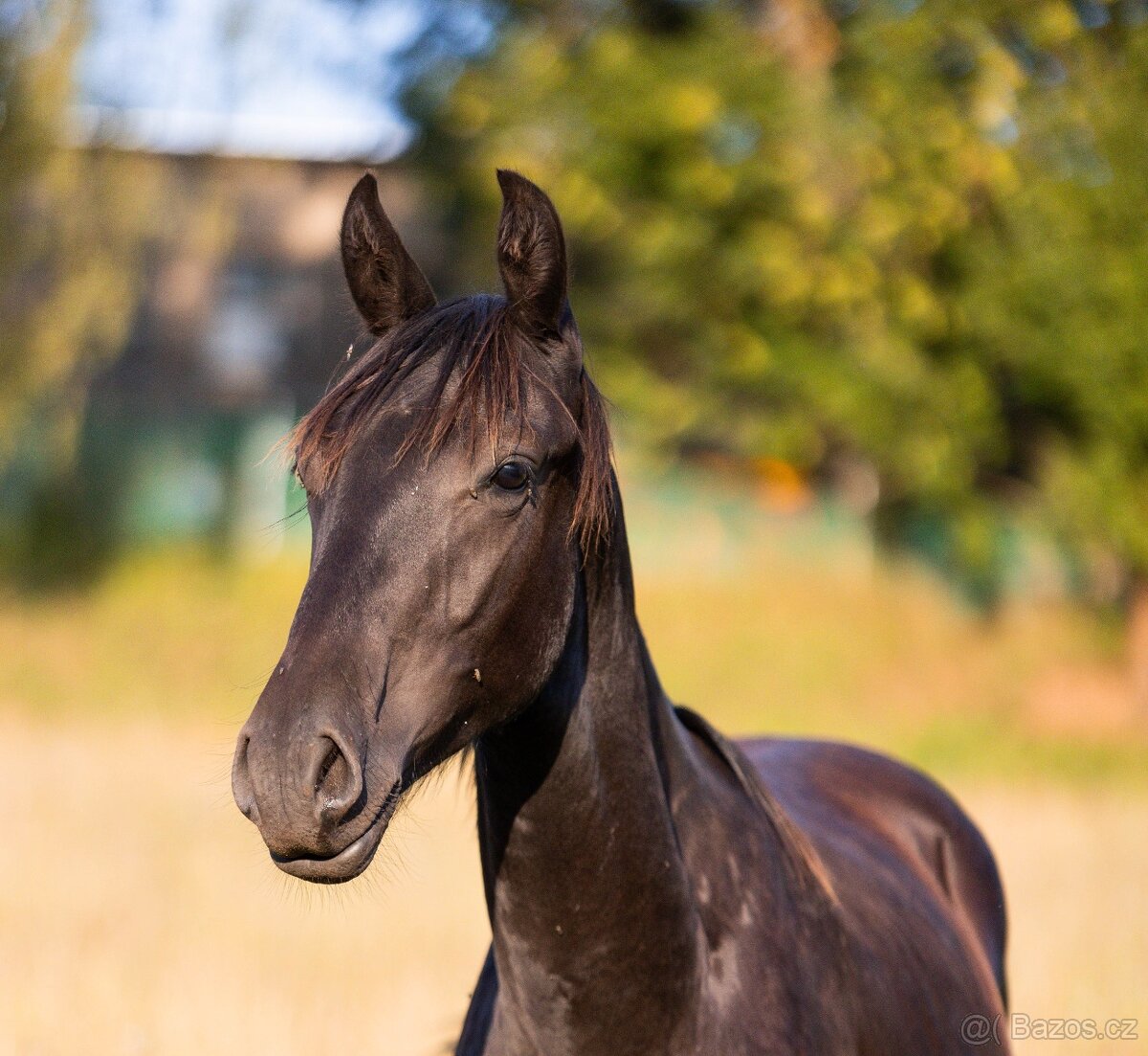 Karačajevský kůň | roční valach - 2