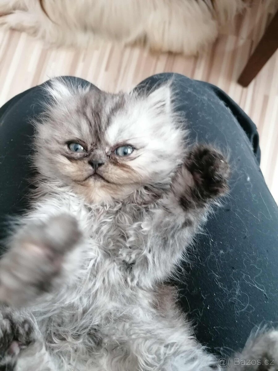 Perská koťátka - 2