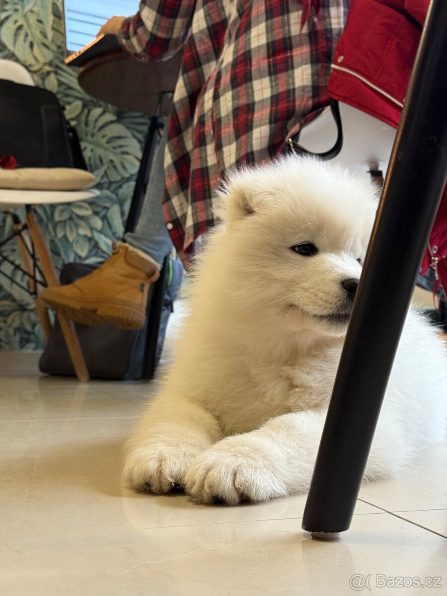 Samojed s PP - psík - 2