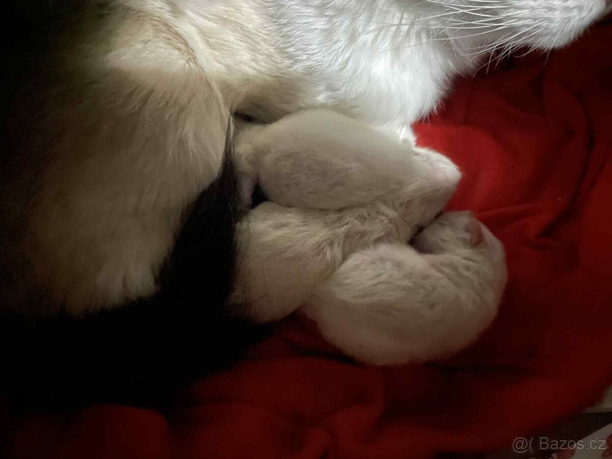 Koťátka Ragdoll - 2