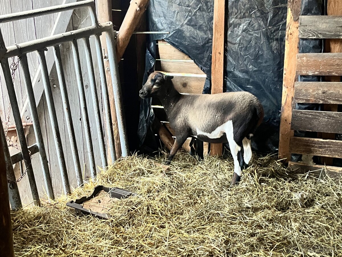 Kamerunská ovce - 2