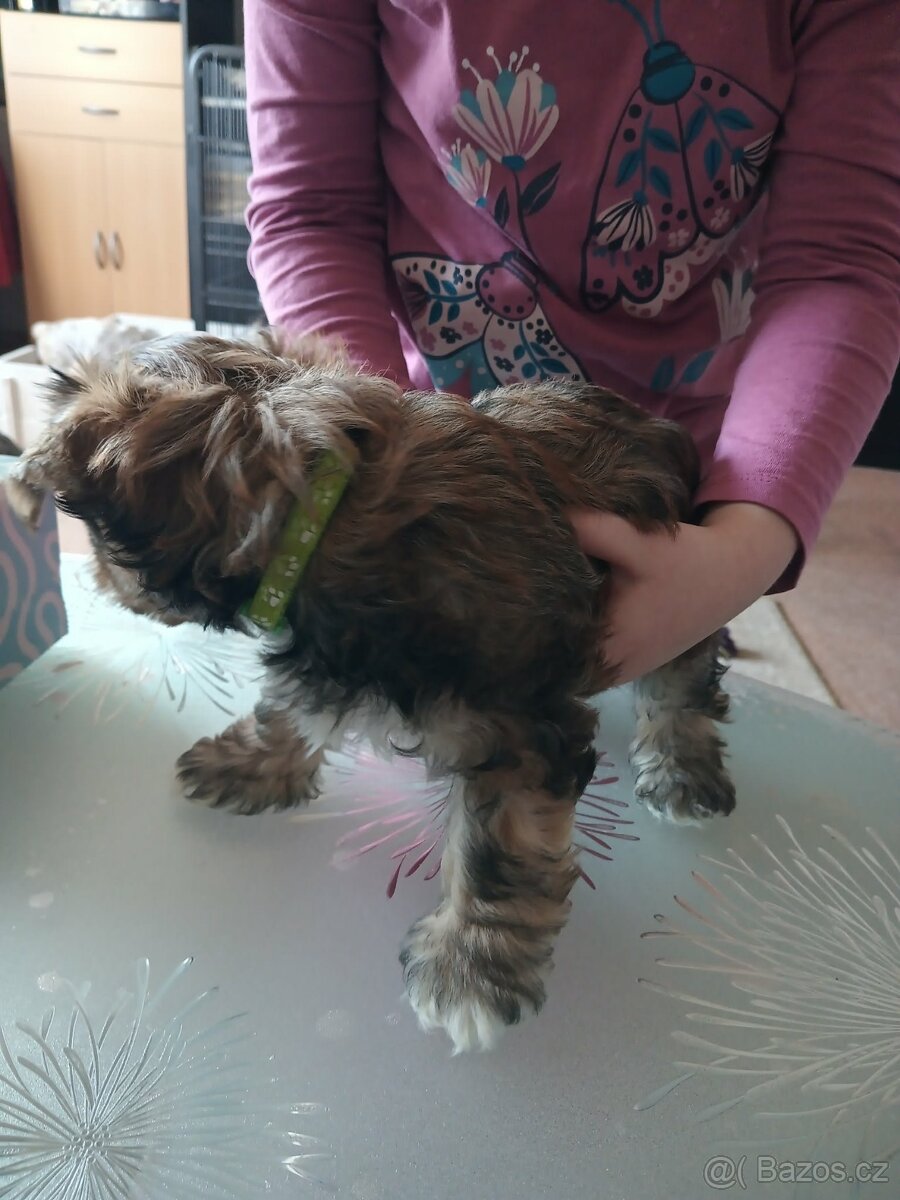 Yorkšírský teriér - 2