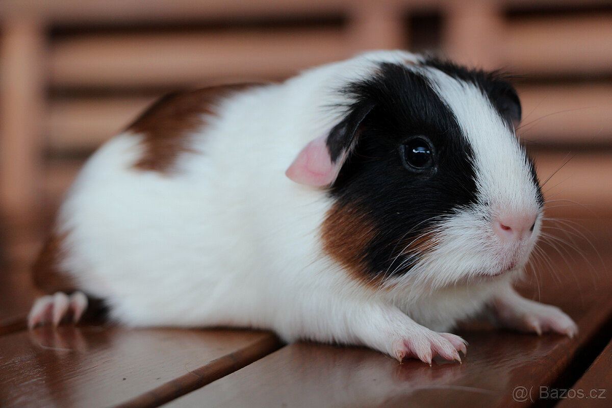 Krátkosrsté morče, morčátko, morčata s PP - 2