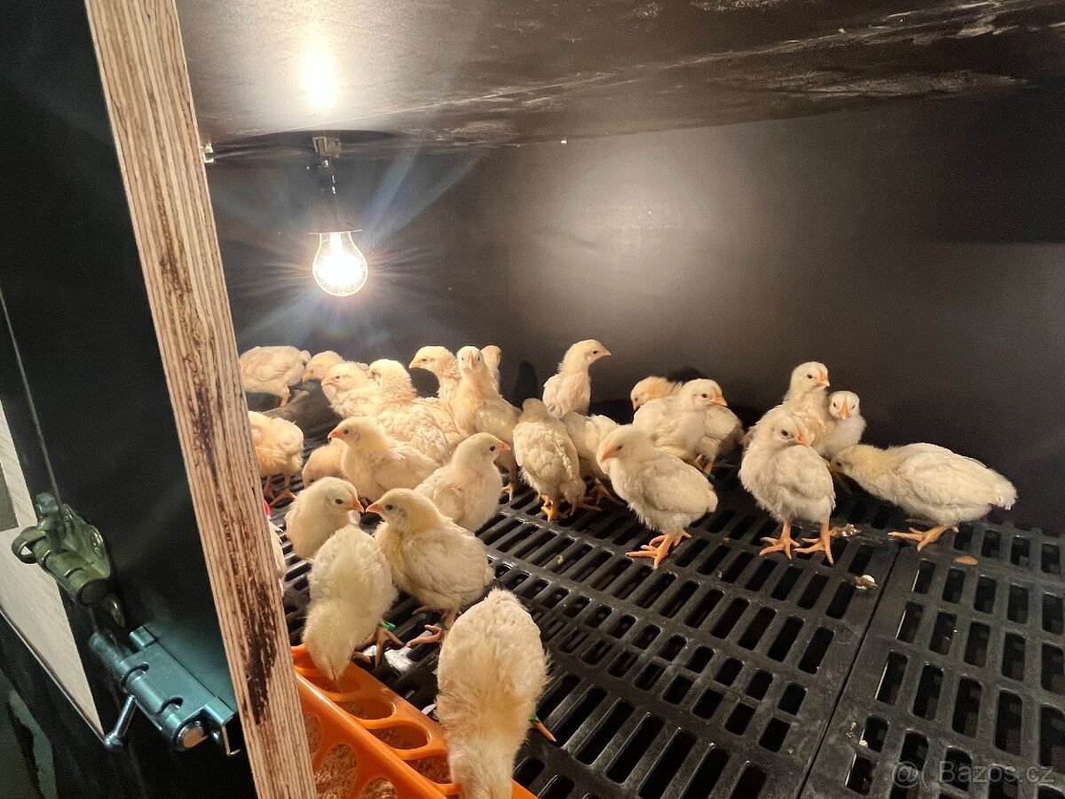 Plymutka bílá kuřata - 2