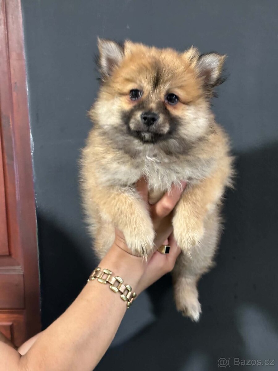 Pomeranian,Pomerian - 2
