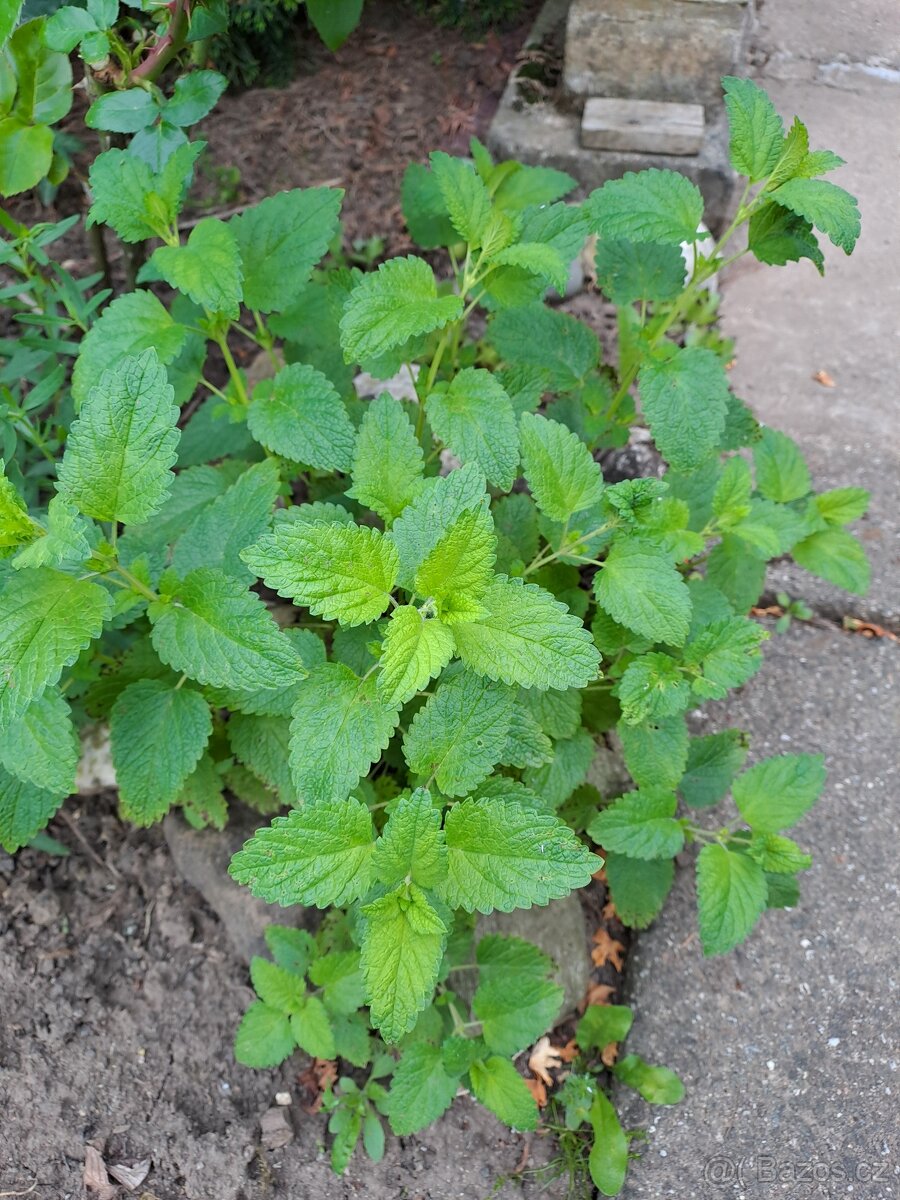 Čerstvá meduňka lékařská a šalvěj - 2