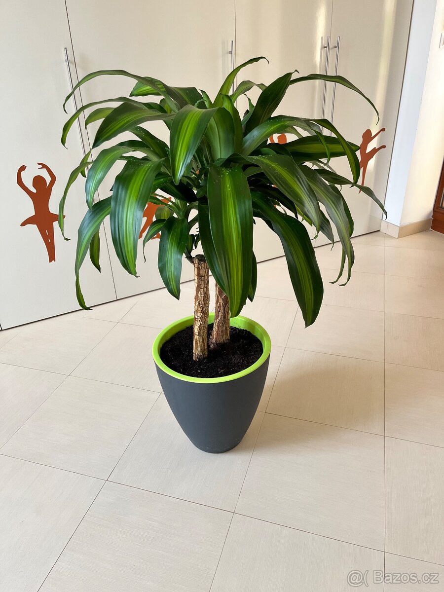 Dracaena fragrans velká - 2