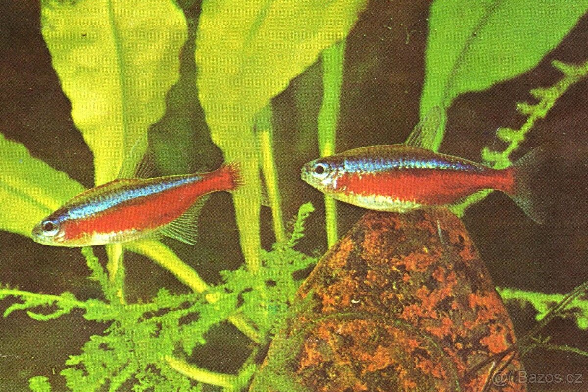 Neonka červená - Paracheirodon axelrodi - 2