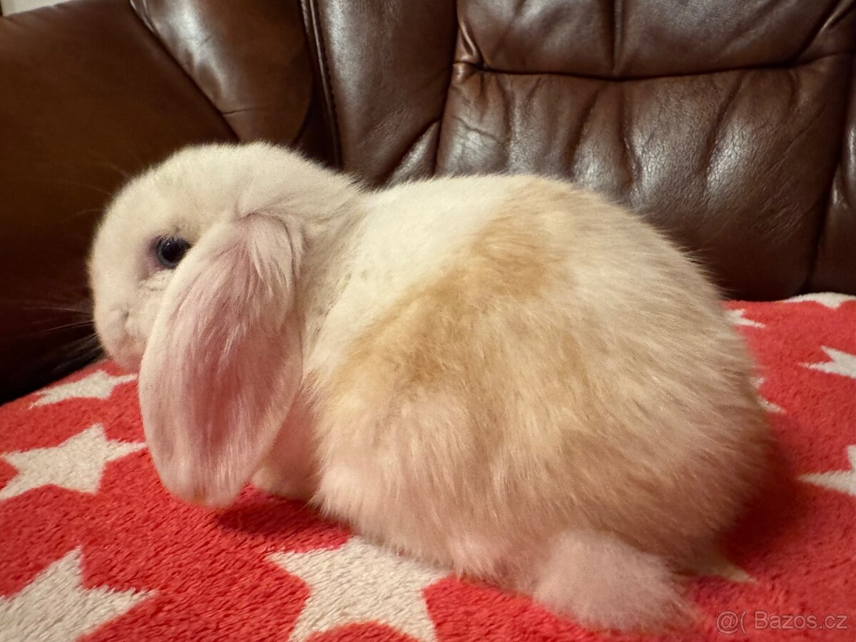 Elliot a Ellie z České Lípy - 2