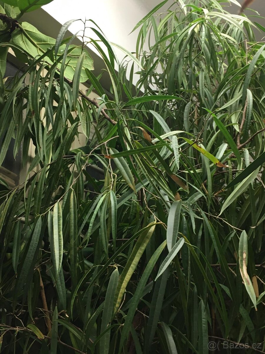 POKOJOVE KVETINY - 2