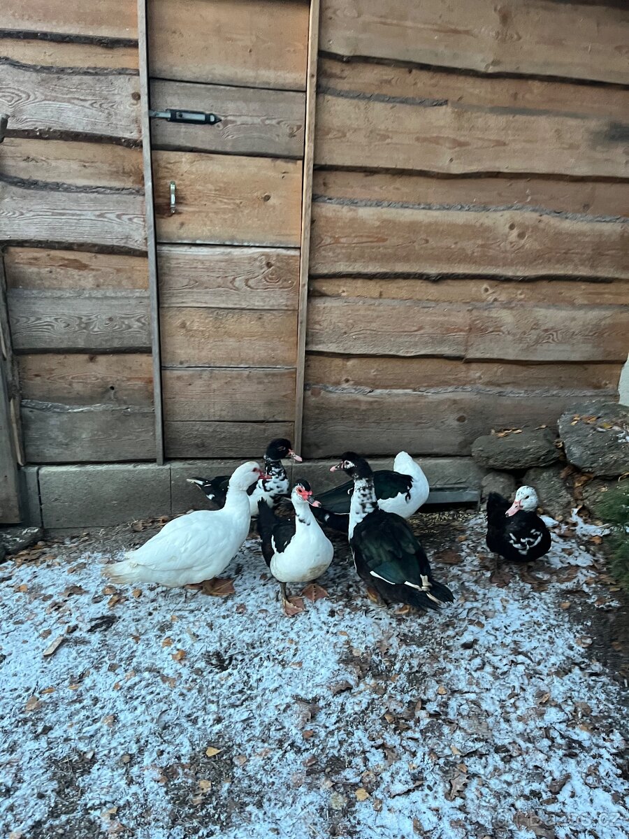 Kachna Pižmová - 2