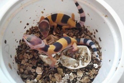 gekončík noční - 2