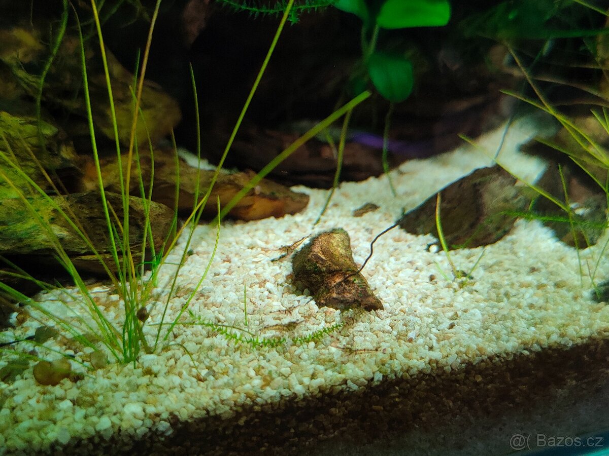 Krevetky Caridina cantonensis sp. Tiger - 2
