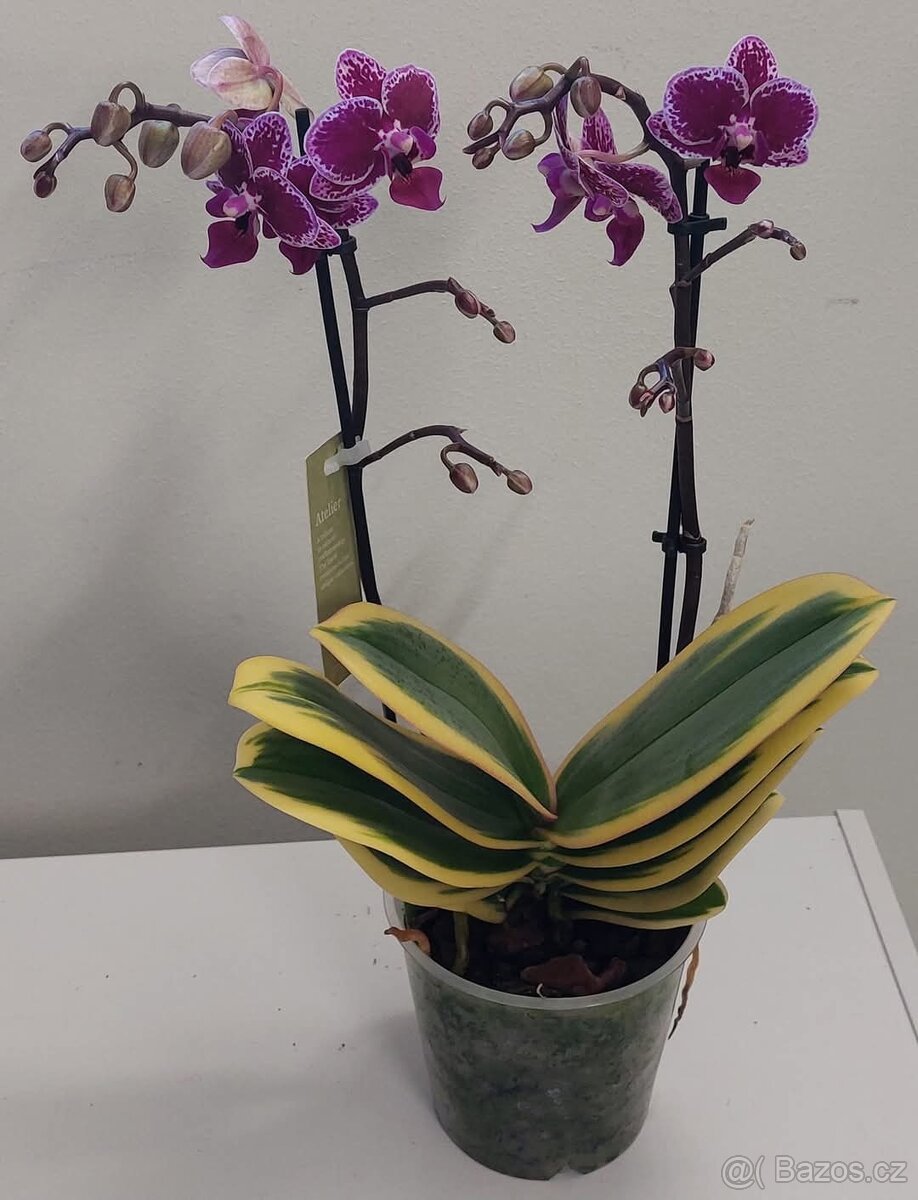 Panaš. Phalaenopsis'Hornglin Vicky' - 2