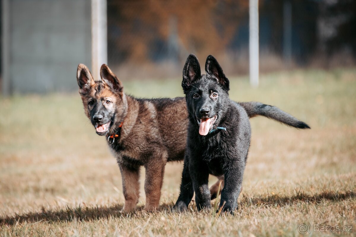 Německý ovčák - 2