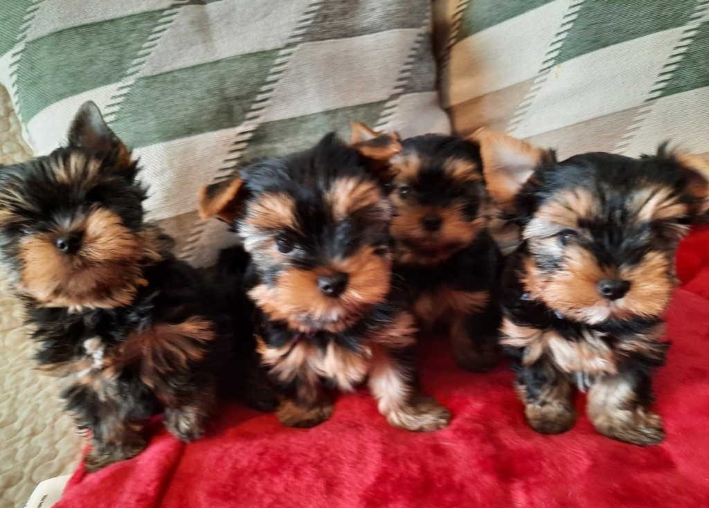 Jorkšírský teriér York yorkšírský terriér - 2