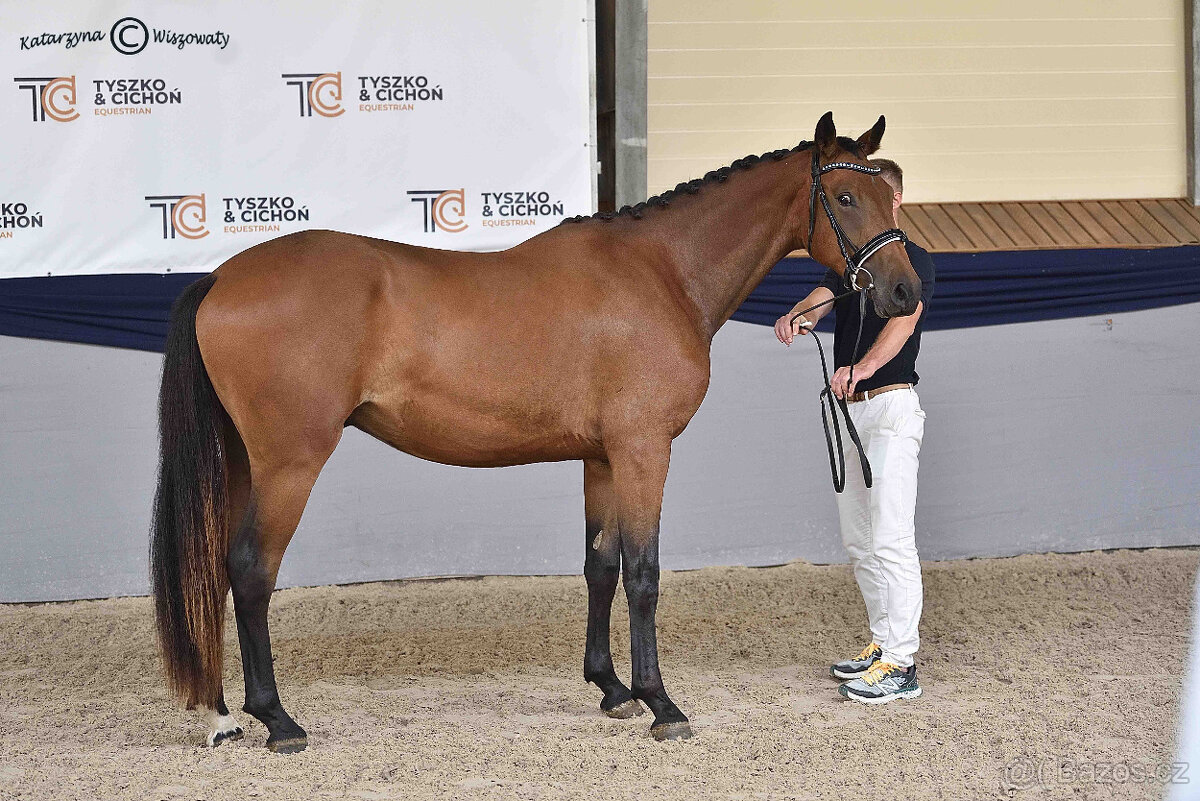 mladý valach do drezury - 2