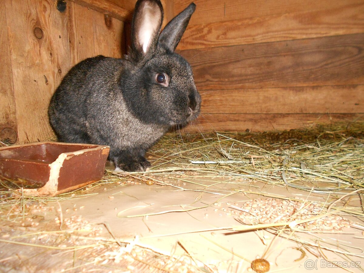 Králíci. - 2