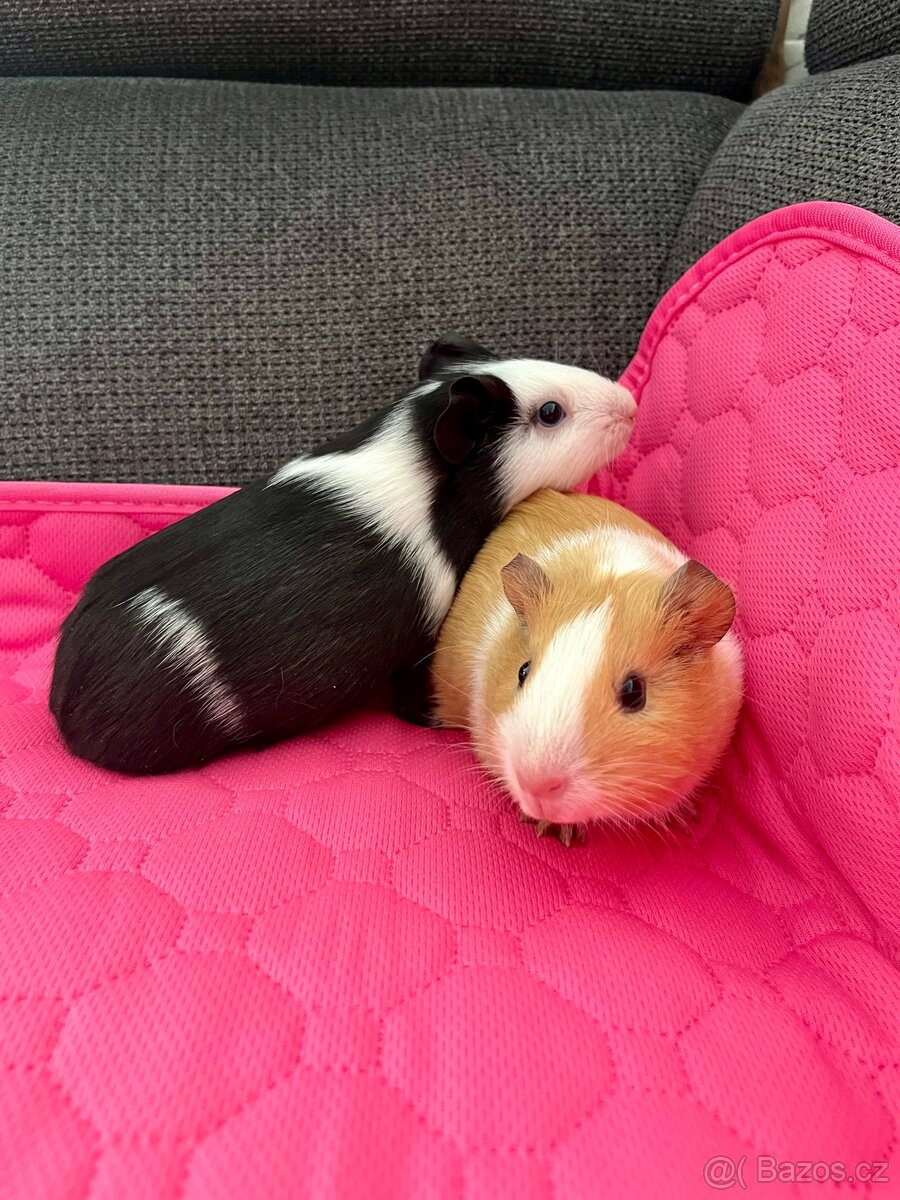 Morčata samičky - 2