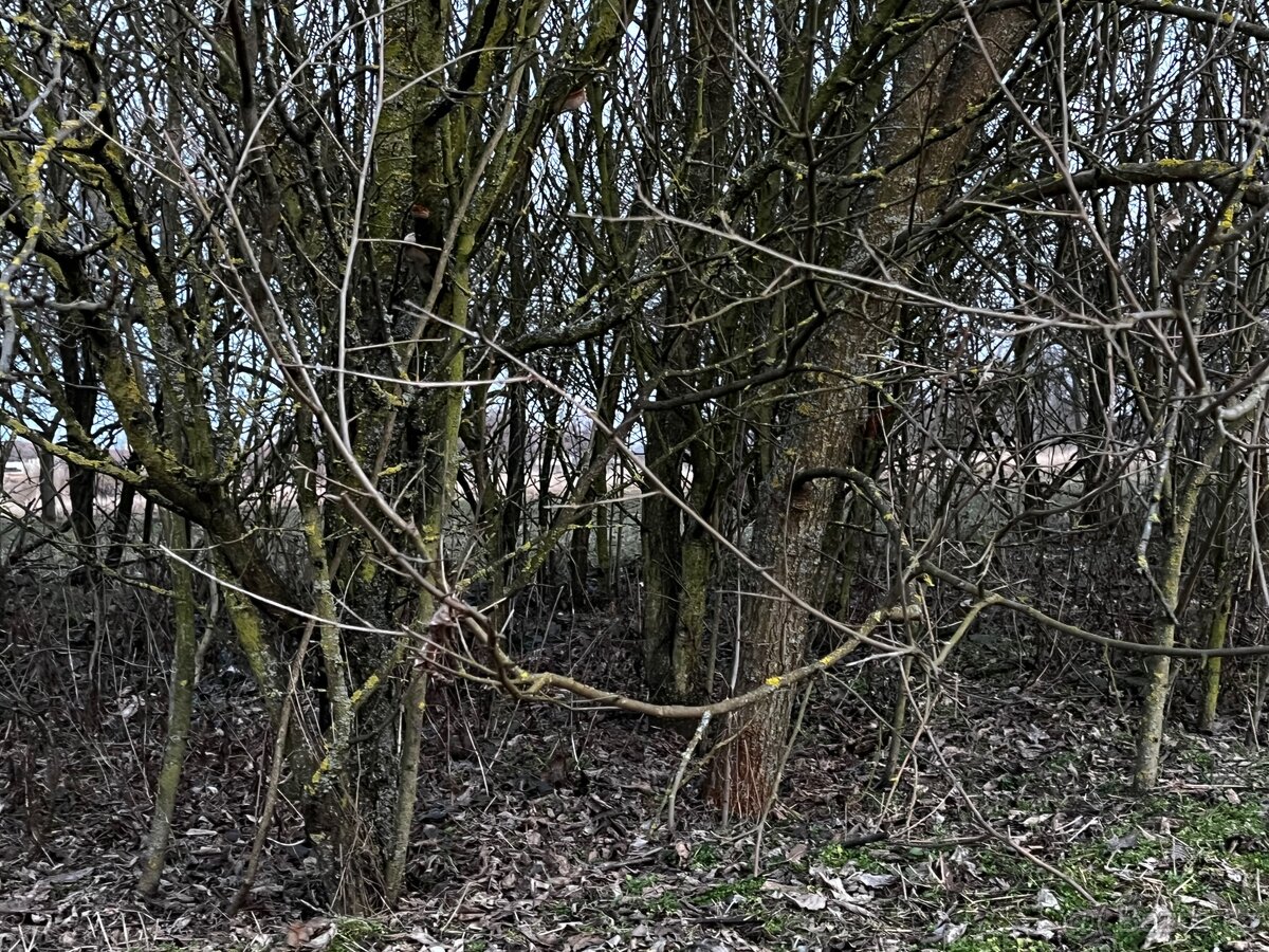 Dřevo na palivo - 2