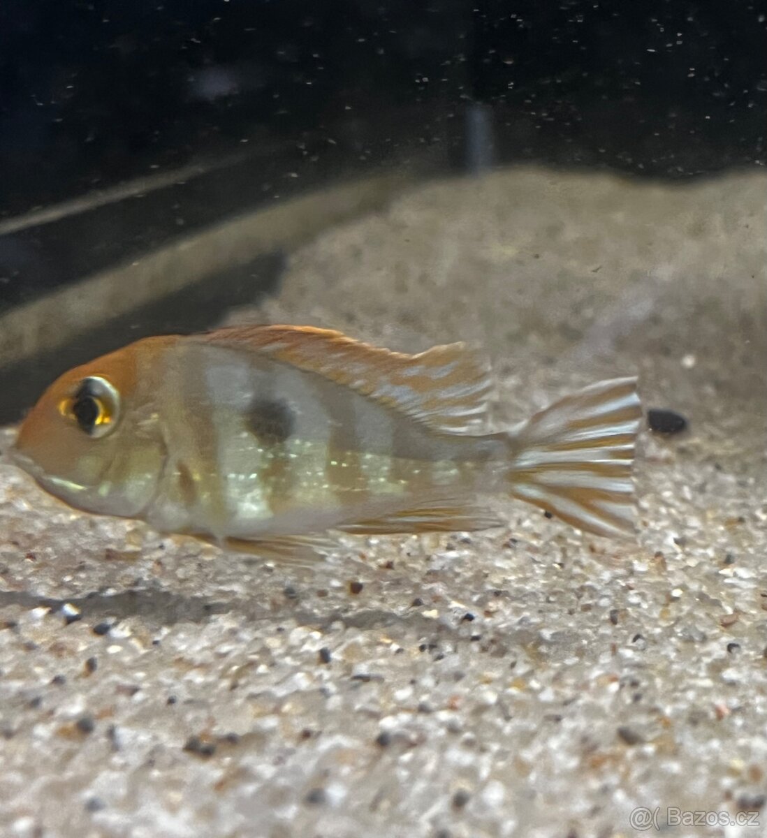 Geophagus sp. “Tapajos Red Head” - 2