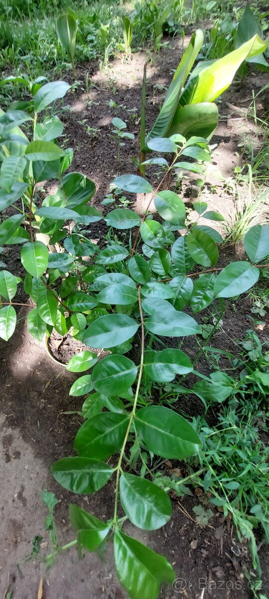 kvajávy eugenilisté - psidium eugeniaefolia - 2