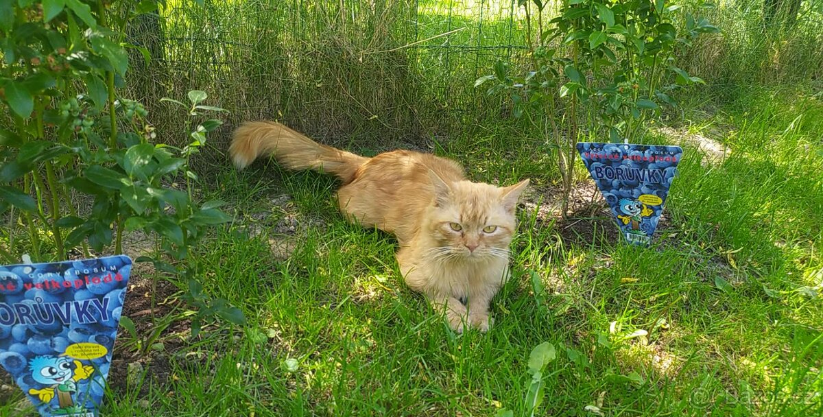 Kočka Evropská & Ragdoll - 2