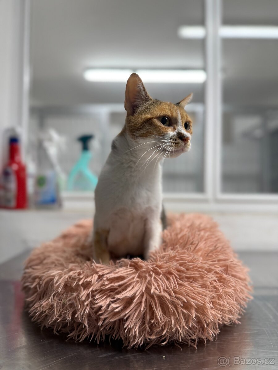 Veska, 4 letá kočička - 2