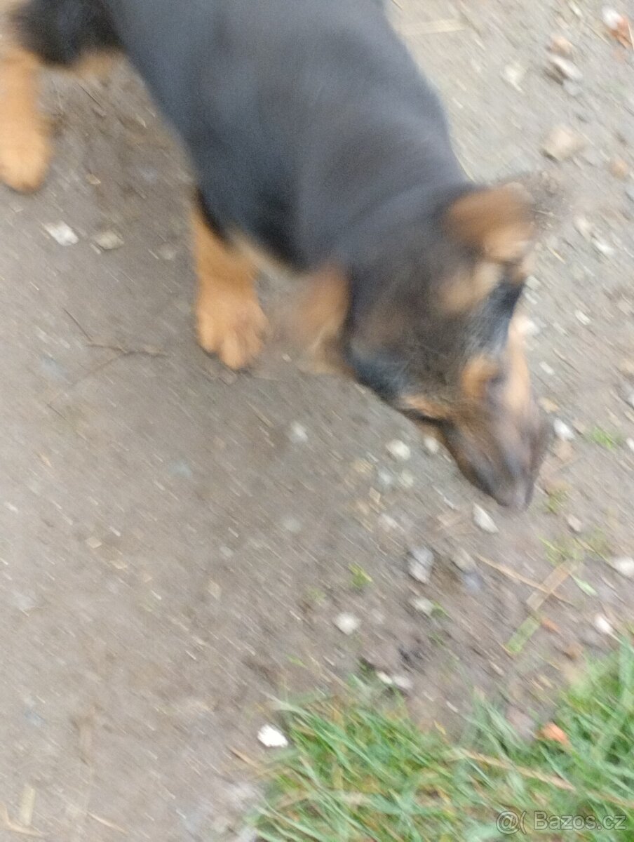 Štěně NO pes - 2