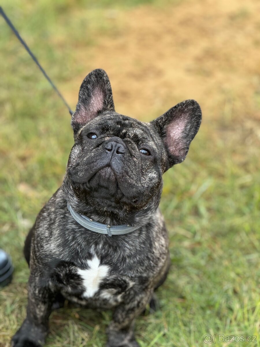 Francouzský buldoček s PP nabízí krytí - 2