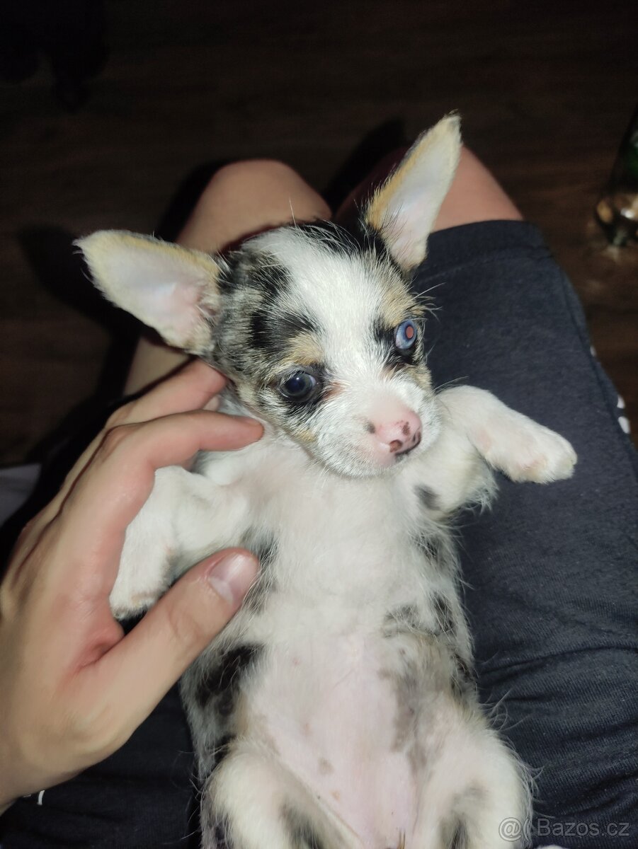 Predám steniatko - 2