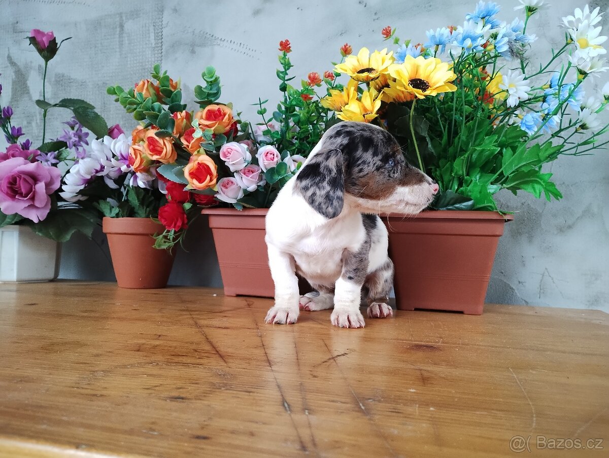 Jezevčík trpasličí Merle - 2