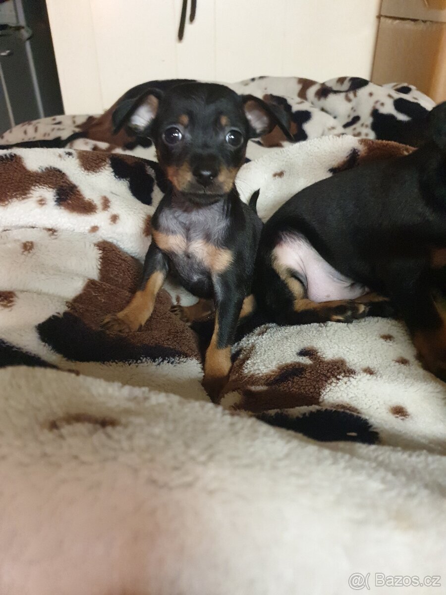 Pražský krysařík - 2