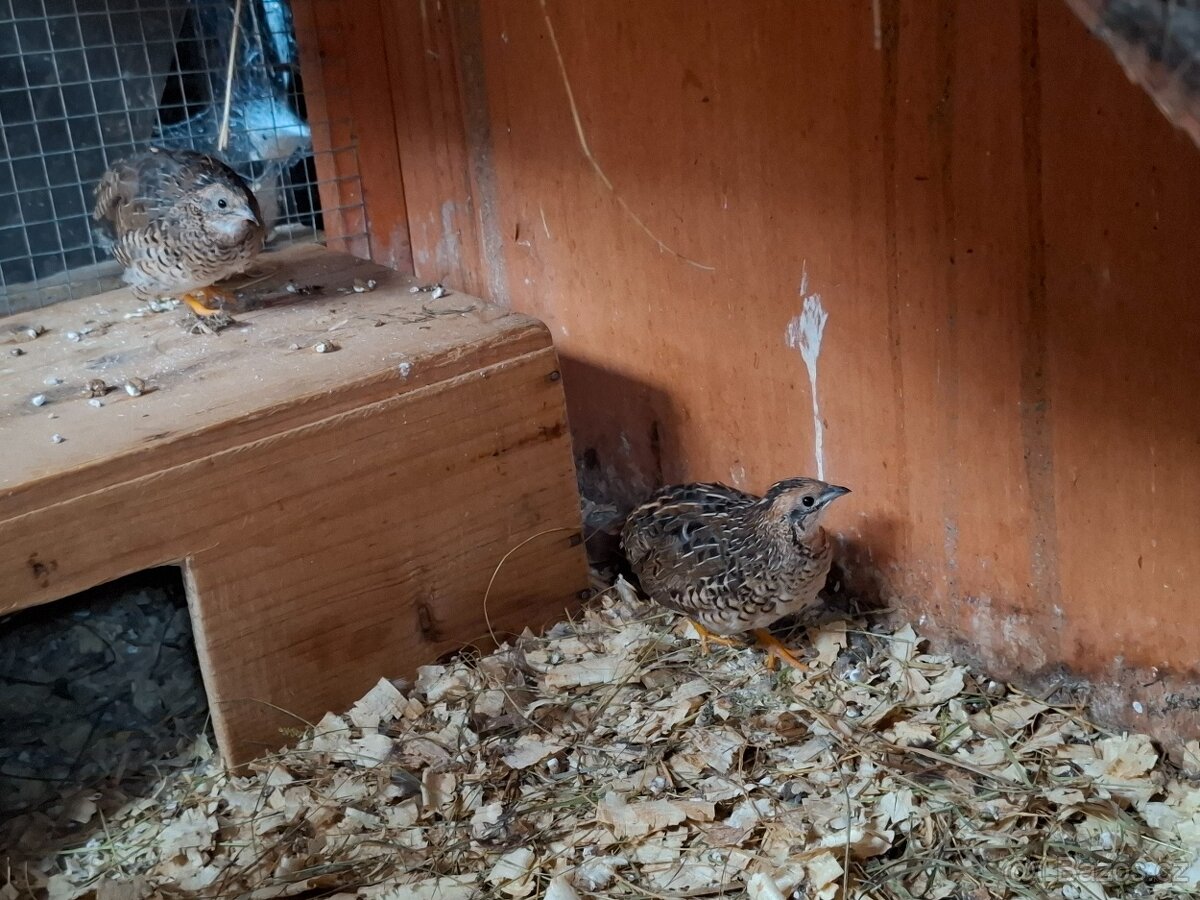 Křepelka čínská - 2