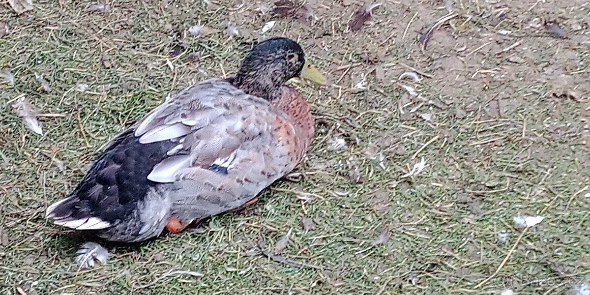 Vejce indických běžců - 2