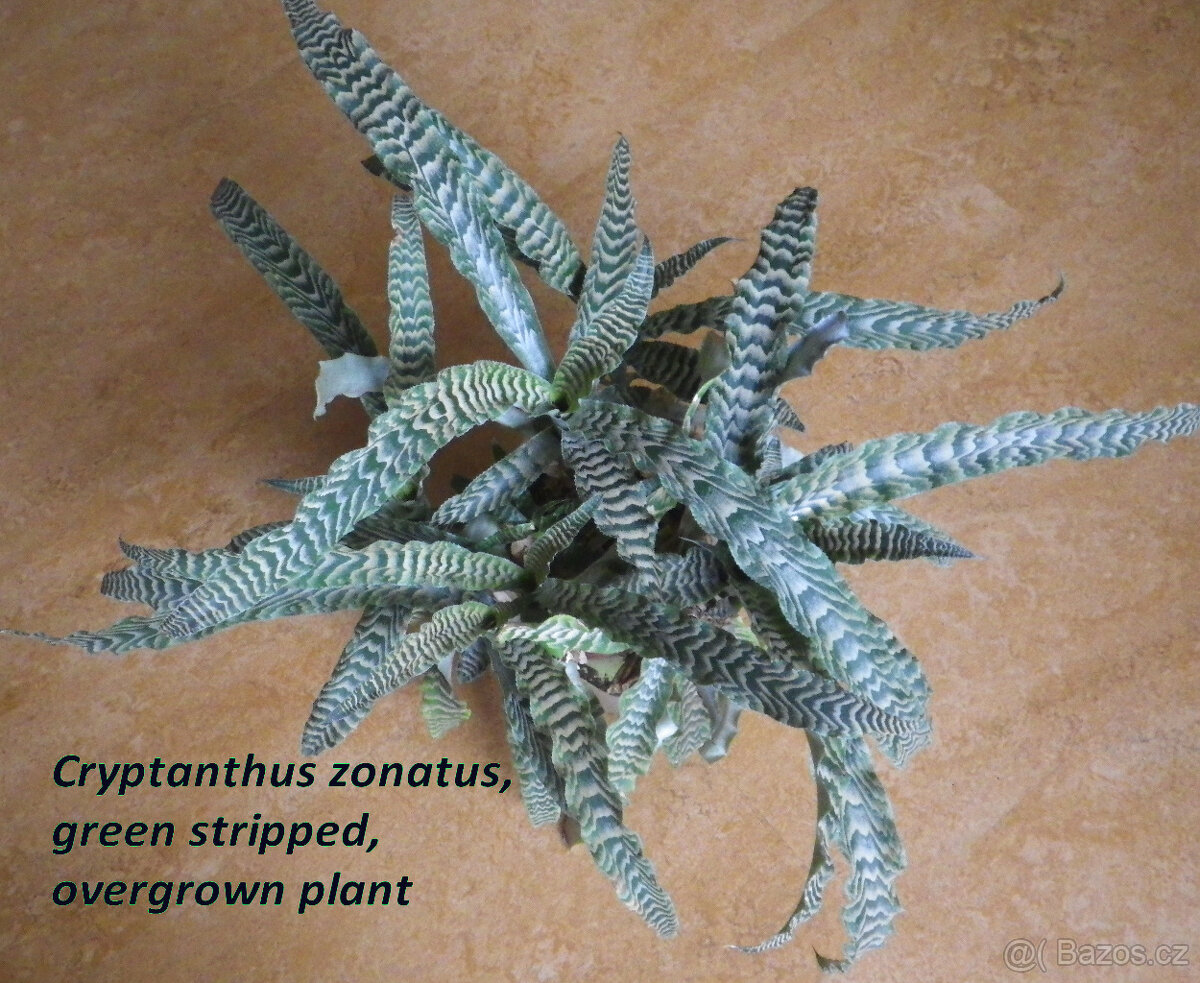 Bromélie Cryptanthus - 2
