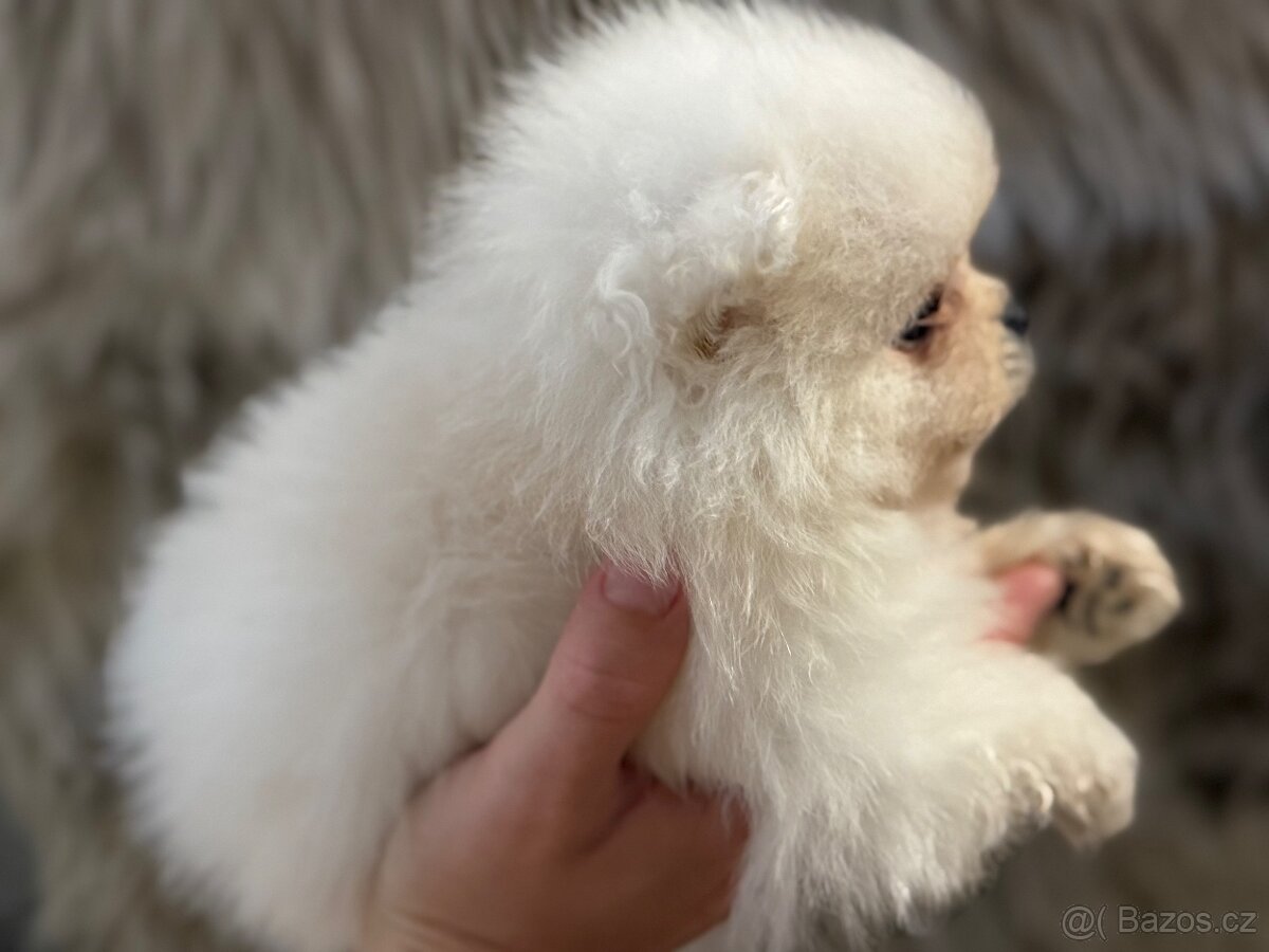 Pomeranian bez PP - 2