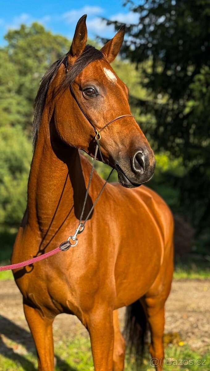 Arabský plnokrevník - 2