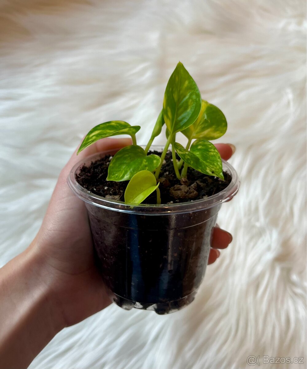 Epipremnum aureum POTHOS - 2