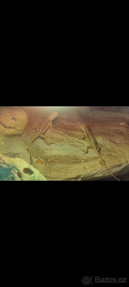 Mladé agamy vousaté - 2