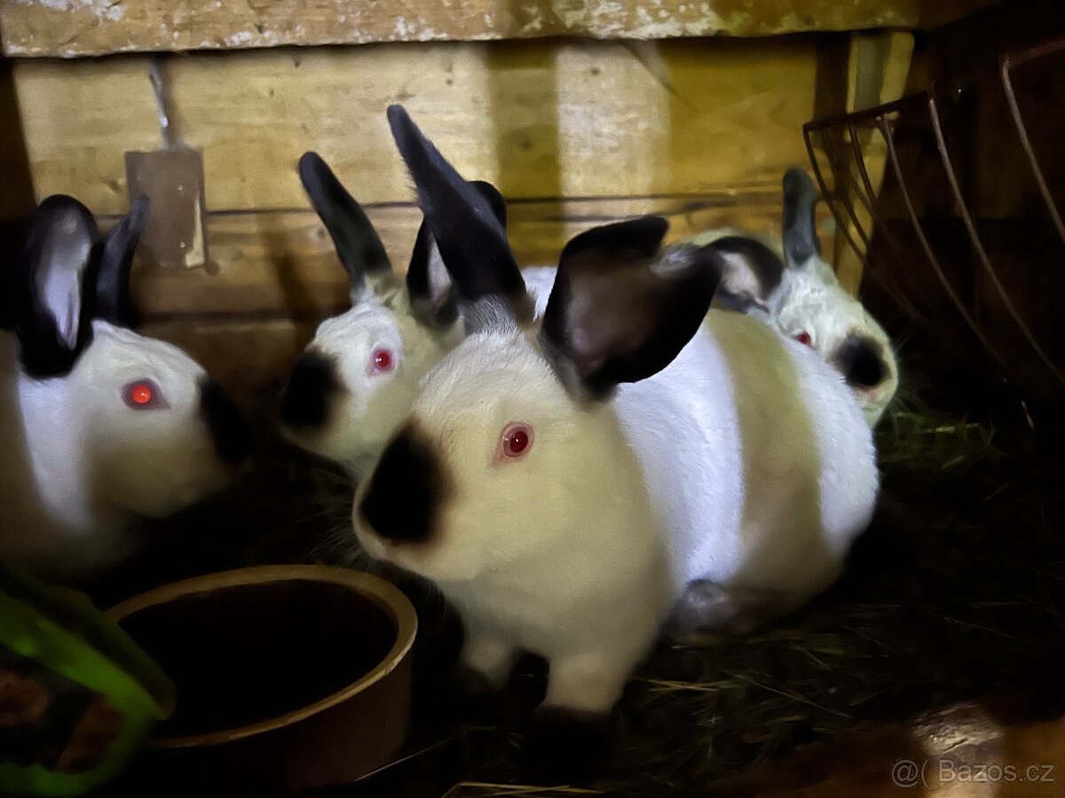 Krásné samice Kalifornské - 2