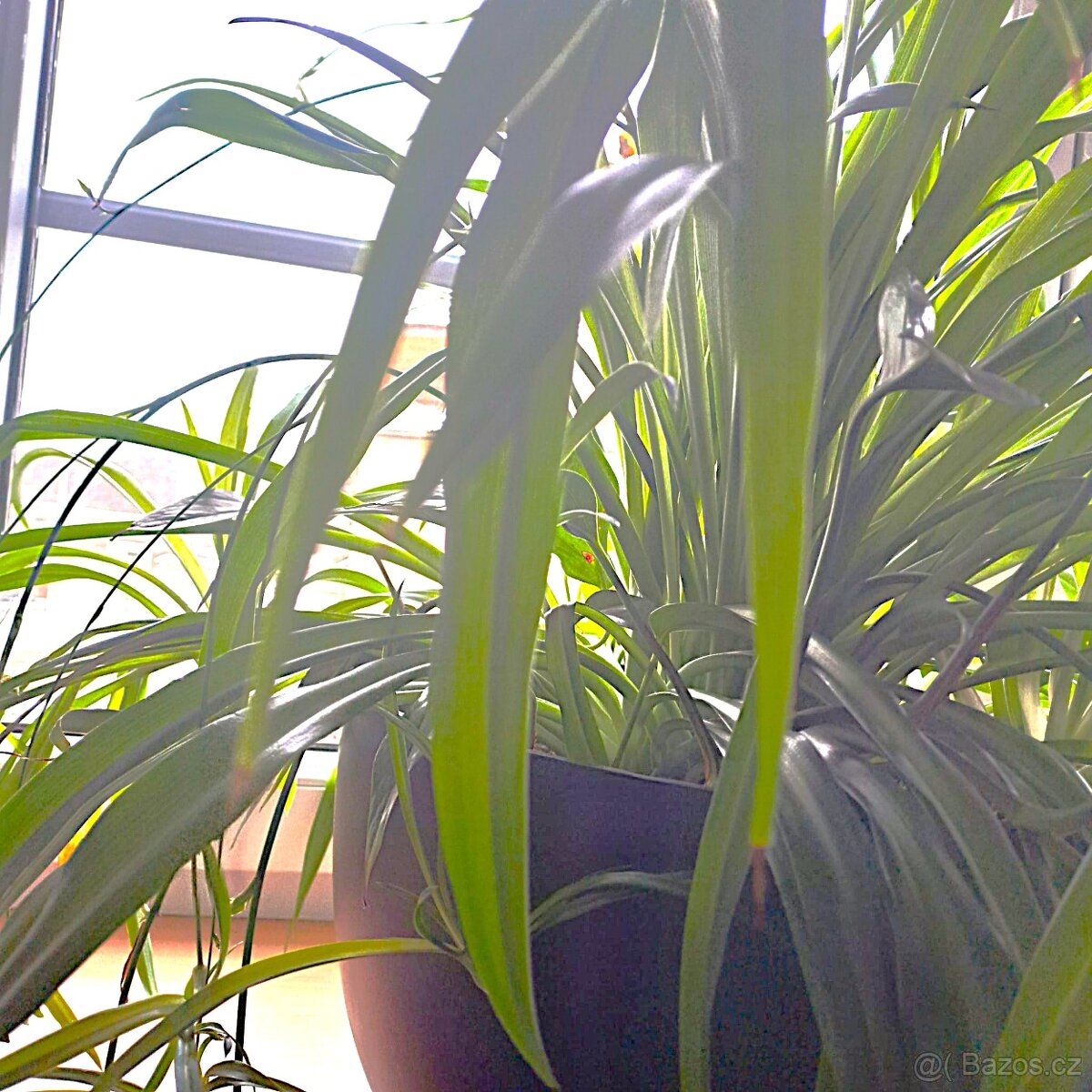 Zelenec + potos – velká pokojová rostlina - 2