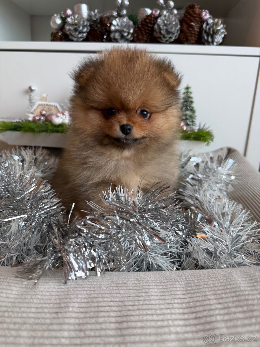 Pomeranian s PP FCI - luxusní štěňátka k rezervaci - 2