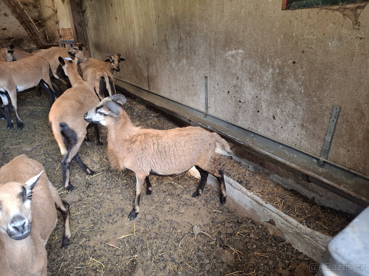 Kamerunská ovce - 2