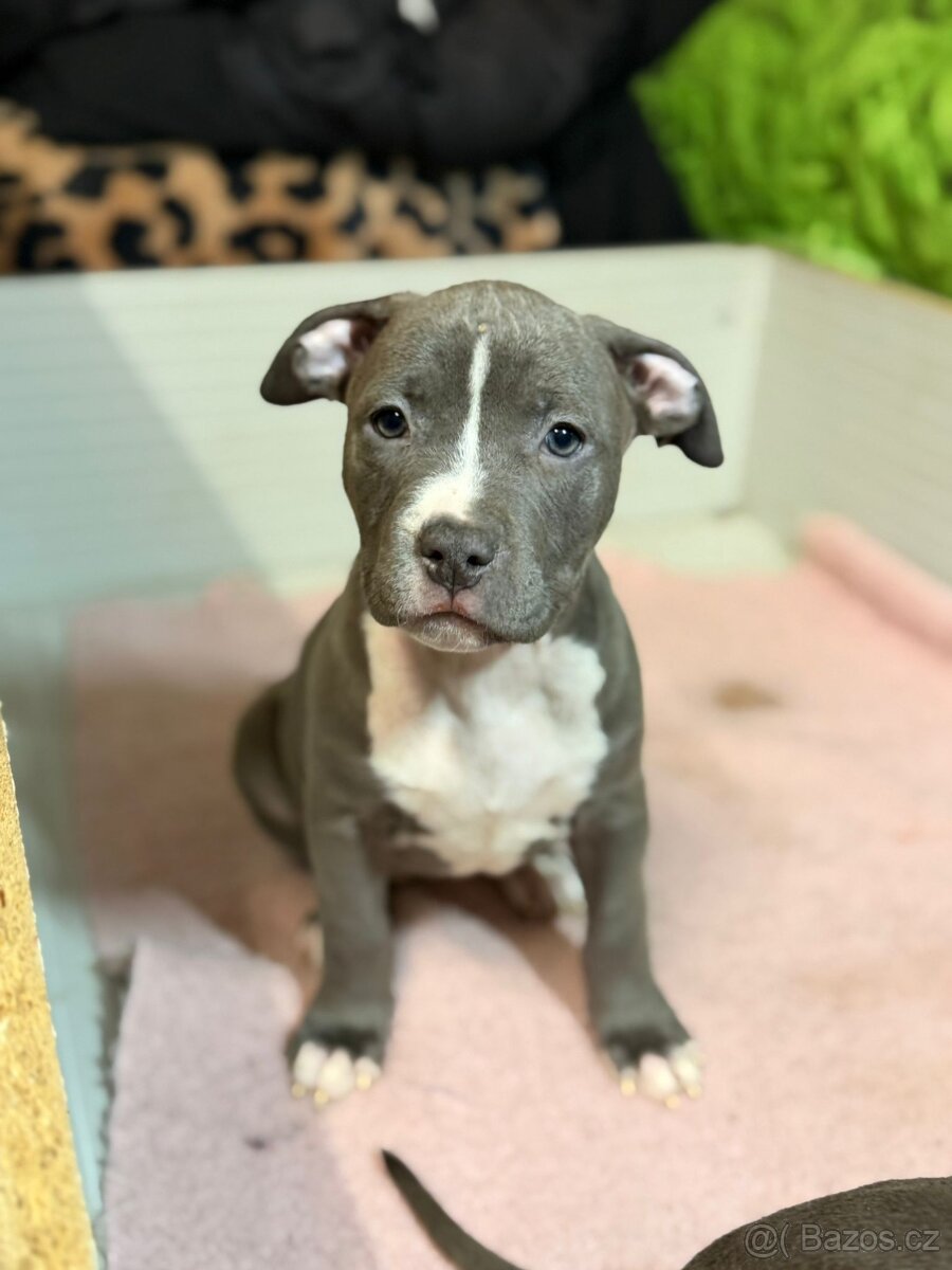 Americký stafordšírský terier - 2