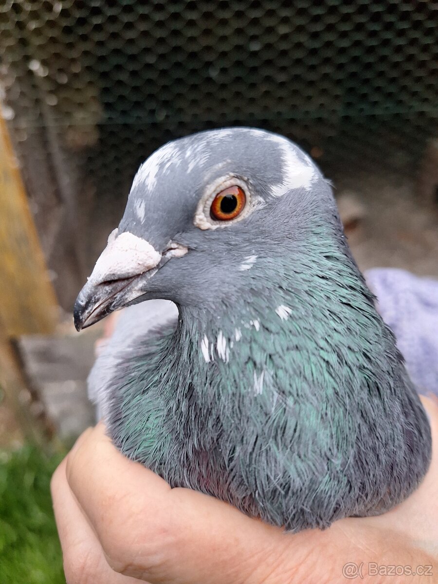 Poštovní Holubi - 2